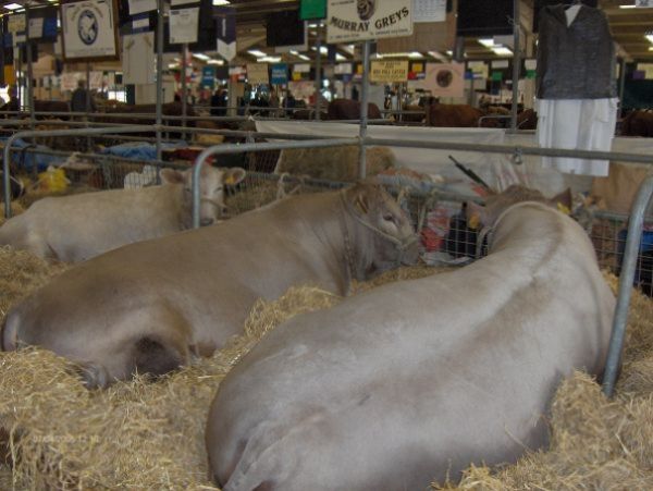 Yabanc� �lkelerde Dam�zl�k S���r Yeti�tiricili�i