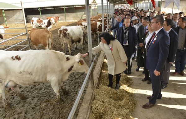 �thal Simental T�reni